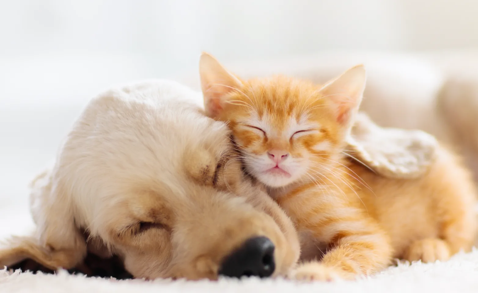 Dog and cat cuddling 